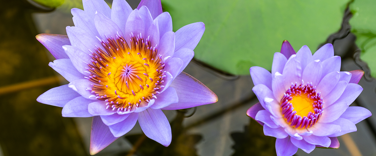 Utseende Blå lotus 